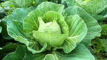 Green Leaves Of An Organic Cabbage Plant.