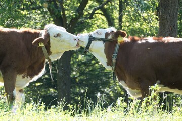 two kissing cows on a meadow