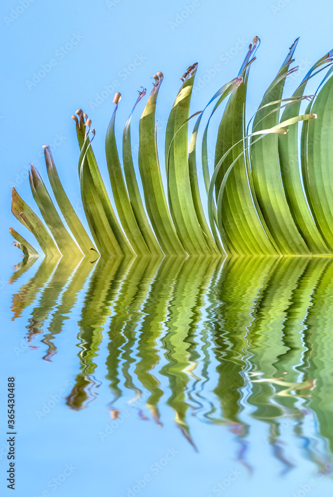 Feuille Ravinal feuille de ravenala, arbre du voyageur Stock Photo | Adobe Stock