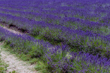 Wall Mural - Beautiful lavender field as far as the eye can see in the Tuscan countryside near Santa Luce, Pisa, Italy