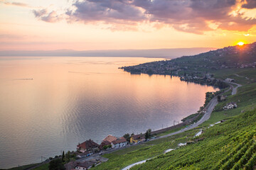 Wall Mural - Vineyards in Lavaux region, Switzerland