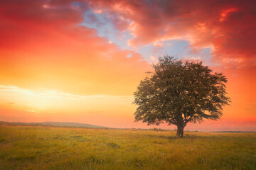 Wall Mural - beautiful lonely tree at sunset