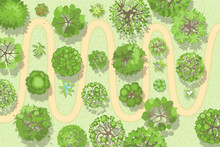 A Path In The Forest. Top View. Different Trees And Plants. View From Above. 