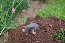 A Mole Has Emerged On The Surface Of The Soil In A Flower Garden