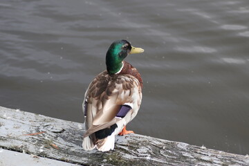 duck on the water