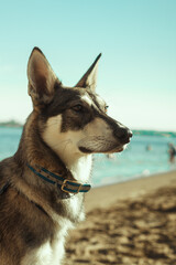  A large dog looks into the distance and sits in nature on the beach near the shore. On the background the river and the sky.