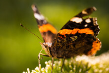 Closeup Of Vanessa Atalanta, The Red Admiral Or, The Red Admirable Butterfly On Flower