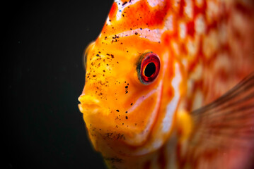 Canvas Print - Discus fish detailed close up in the aquarium