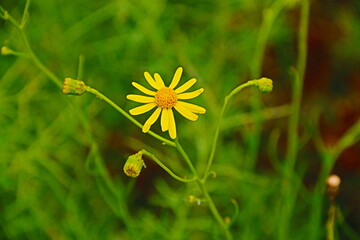 fondo natural con flores de colores vivos en verano