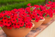 Red Flowers In A Pot In The Park