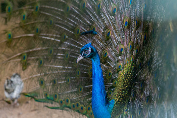 A beautiful male peacock fluffed a colorful multicolored tail