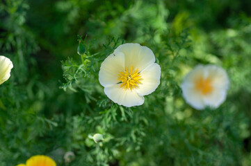 Eschscholzia californica cup of gold flowers in bloom, californian field, ornamental wild flowering plants on a meadow