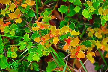 fondo naturaleza con flores  y plantas de colores vivos