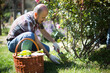 © caftor - man gardener caring for roses in the garden