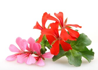 Wall Mural - closeup of red and pink ivy geraniums under the lights isolated on a white background