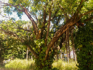 Beautiful central park at city of Belo Horizonte in Brazil.