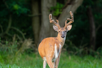 Poster - white-tailed deer buck with velvet covered antlers in summer