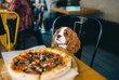 Dog at the table with pizza.