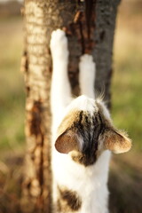 White spotted cat sharpens its claws on a tree in the garden, cl