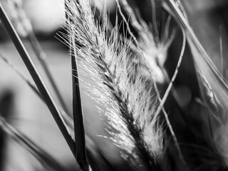 Fountain grass