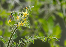 Yellow Blooming Blossom Of Tomato Plant In Spring With Green Bokeh