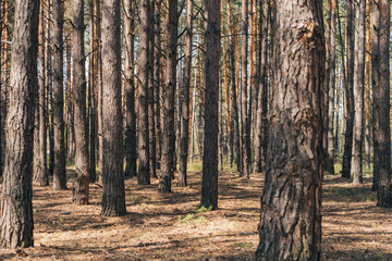 Selective focus of tree trunks in summer woods