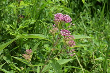 Delicate Pink Flowers In A Marsh