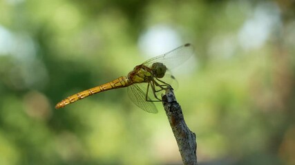 Wall Mural - 4K beautiful yellow black dragonfly sits on a tree branch. Dragonfly close-up