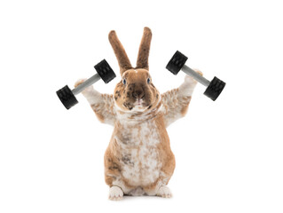 Bunny with dumbbells isolated on a white background.