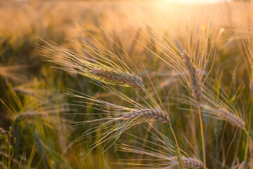 Wall Mural - cereal field at sunset in summer