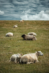 sheep and lambs