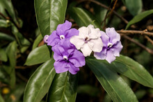 Yesterday-today-and-tomorrow (Brunfelsia Pauciflora) In Park, Nicaragua
