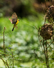 Wall Mural -  yellow bird nesting on a branch