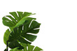 © Alla - Branches and leaves of a green monstera on a white background. An isolated object. Copy of the space.