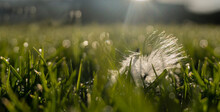 Backlit White Fluffy Floaties Of Dandelion Lying On The Green Grass With Morning Dew