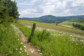 Panoramic image of the Sauerland region close to Winterberg with a small hiking trail through a wild flower meadow, Germany