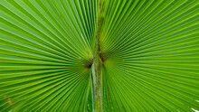 Background Images Of Palm Tree Leaves