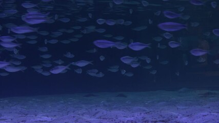 Wall Mural - blue underwater world with lot of fish backgrounds 