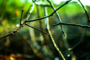 barbed wire fence