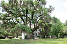 A Beautiful And Very Old Southern Live Oak Tree Draped In Spanish Moss, With Grass In The Foreground On A Sunny Day
