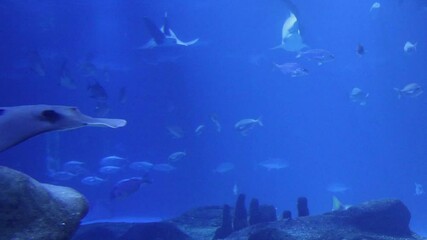 Wall Mural - blue underwater world with lot of fish backgrounds 