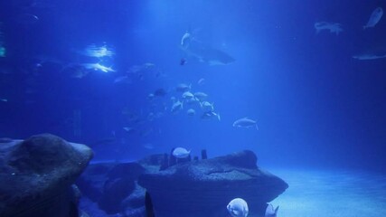 Wall Mural - blue underwater world with lot of fish backgrounds 