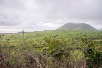 Canvas Print - Cerro Pajas Scalesia pedunculata forest Floreana Island Galapagos Islands