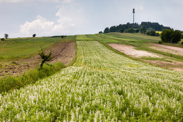 Base transceiver station imitating a very high pine tree. Landscape neutral construction, Roztocze, Poland, Europe. Agricultural fields in front.