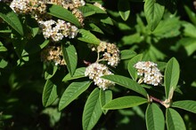 Branches With Flowers And Green Leaves Of Cotoneaster Frigidus. 