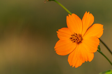 orange flower on green background