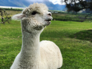 white alpaca resting at the farm