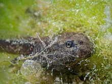 Toad Tadpole Behind The Green Algae