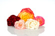 Five roses of different colors isolated
