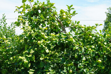 Wall Mural - Fresh green apples growing on trees at an apple orchard